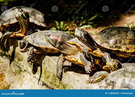 Petit échauffement D eau Douce De Tortues Au Soleil Photo stock Image