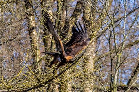 Aigle D Or Chrysaetos D Aquila Se Reposant Sur Une Branche Photo Stock