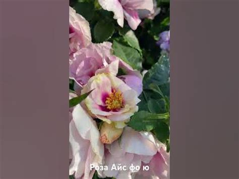 Роза Айс Фо Ю/ rose eyes for you #розарий #розы #садоводство #сад # ...