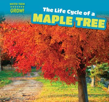 The Life Cycle of a Maple Tree | Rosen Publishing