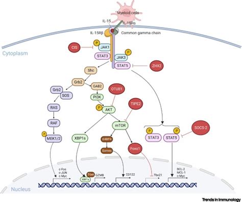 Harnessing Il 15 Signaling To Potentiate Nk Cell Mediated Cancer