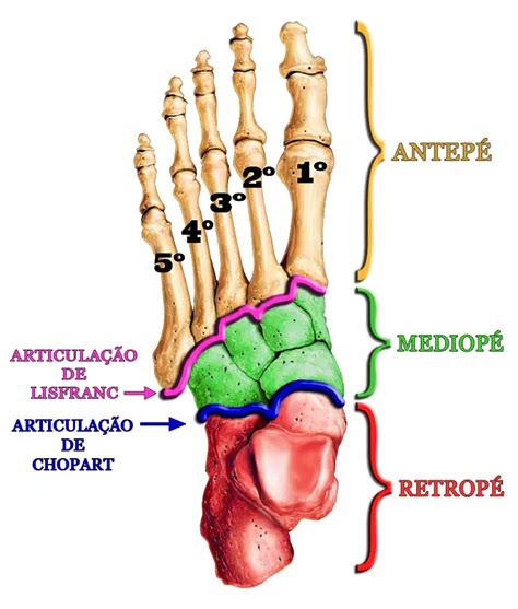 Parte Do Pé Humano - Guia completo da Anatomia do pé humano - Daniel Baumfeld