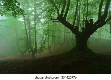 Mysterious Scary Forest Fog Stock Photo 334420976 | Shutterstock