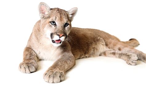Panther Power Texas Pumas Counter Inbreeding Natural Awakenings