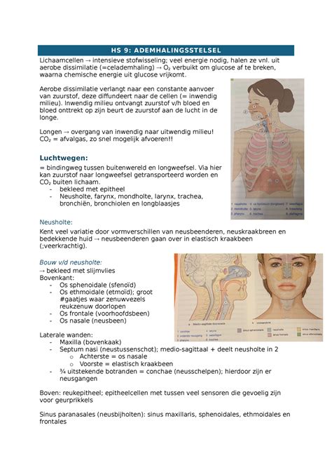 Ademhalingsstelsel Samenvatting Anatomie En Fysiologie Van De Mens