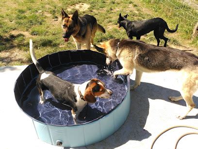 Mejores Residencias Caninas En Villabona Zonacachorros