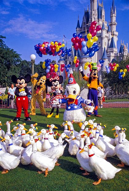 Ducks Of Disney Donald S Dynasty Disney Tourist Blog