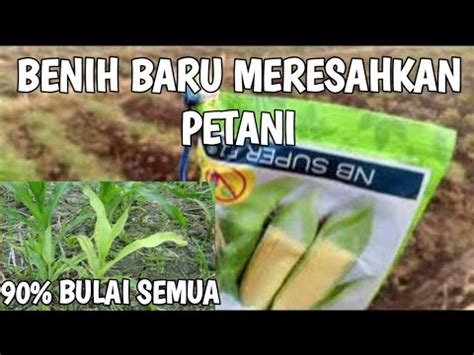 BENIH JAGUNG MANIS TERBARU NB SUPER F1 MERESAHKAN PETANI Jagunghibrida