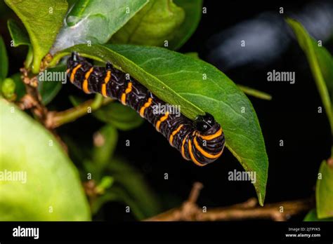 Caterpillar Eating Leaf On A Tree Stock Photo Alamy