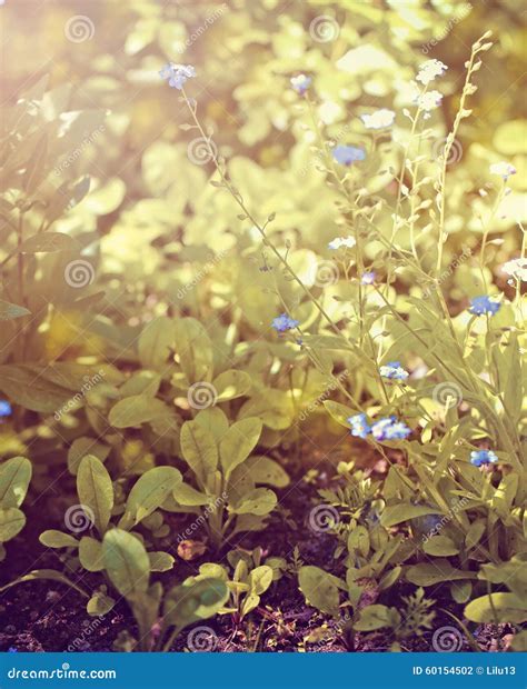 Tiny Blue Flowers Stock Photography | CartoonDealer.com #60154502