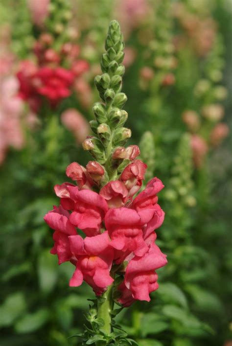 Antirrhinum Majus Potomac Rose Muller Seeds