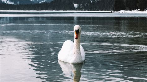 Mute Swan Hd Swan Bird Hd Wallpaper Rare Gallery