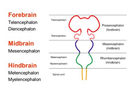 The Five Major Divisions Of The Brain Forebrain Telencephalon