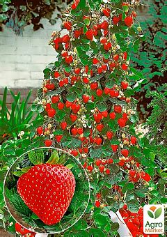 САЖЕНЦЫ ПЛОДОВЫХ ДЕРЕВЬЕВ: купить саженцы почтой в Украине - цены в ...