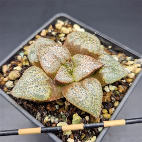 haworthia splendens suculentas  crasas baratas