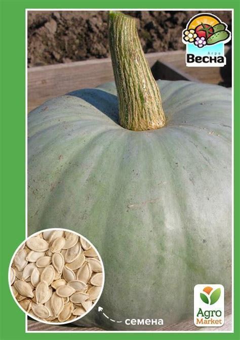 Тыква "Волжская серая" ТМ "Весна" 2г купить почтой в Одессе, Киеве ...