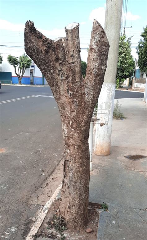 PODA DRÁSTICA É CRIME AMBIENTAL Prefeitura Municipal de Rubineia