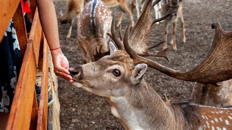 Do Deer Eat Corn Cobs