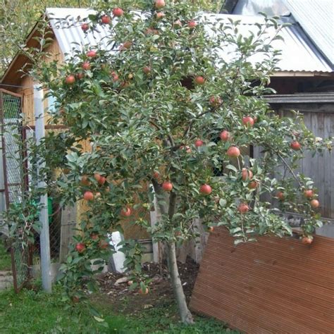 Саженцы Яблоня Медуница купить в питомнике