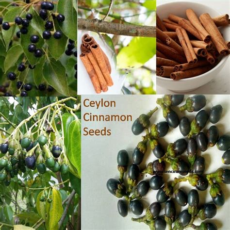 Ceylon Cinnamon Tree Seeds