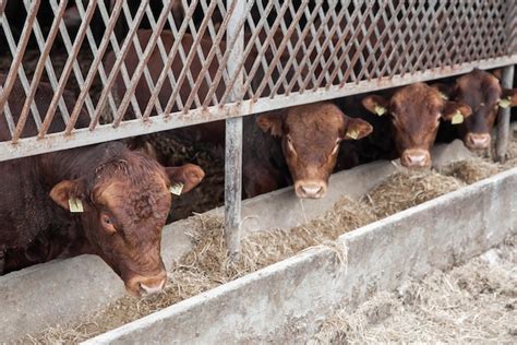 Premium Photo Cows In A Farm Dairy Cows Fresh Hay In Front Of Milk