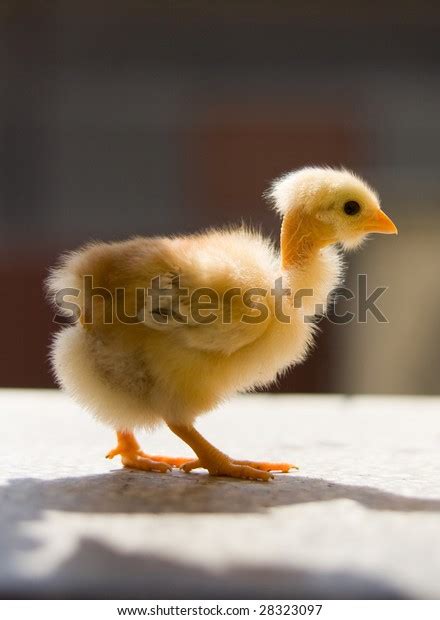 imágenes fotos de stock objetos en D y vectores sobre Naked neck chick Shutterstock
