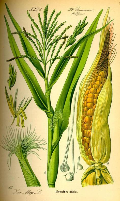 Figure 1 From Source Of The Sacred Navajo Corn Pollen Semantic Scholar