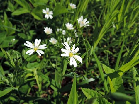 Звездчатка ланцетовидная | Garden, Plants
