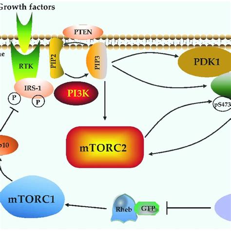 Crosstalk Between Mtor Signaling And Pi3kakt Pathway Growth Factors