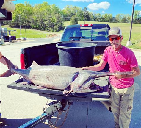 Possibly Biggest Fish Caught In Tennessee Paddlefish From Cherokee