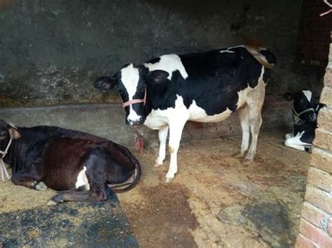 High Milk Production Hf Cow at Best Price in Karnal, Haryana | Shri Ji ...