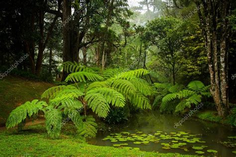 Botanical Garden Hakgala — Stock Photo © trofoto #57246217