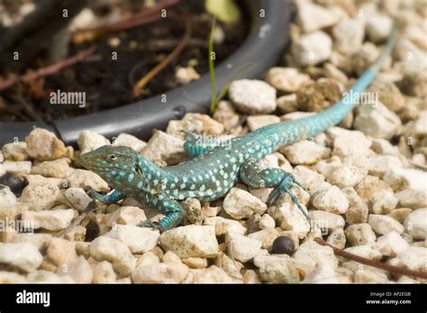 Aruba Whiptail Lizard Hi Res Stock Photography And Images Alamy