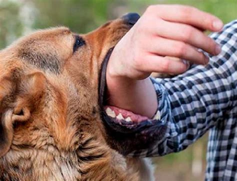 Joven Dej De Ser Vegano Porque Un Perro Lo Mordi El Heraldo De San