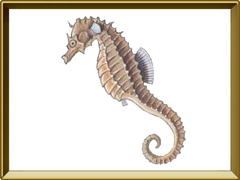 Морской конёк — рыба. Описание морского конька с картинками