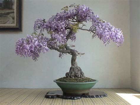 Purple Rain Bonsai Seeds, Tree Wisteria, Fast Growing, Amazing Colors, Home Gift, Fun and Easy ...