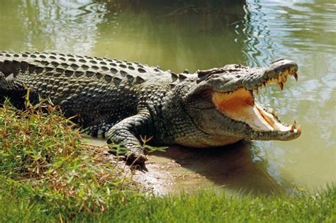 Saltwater Crocodile - Facts, Habitat, Bite, Diet, Life Cycle, Pictures