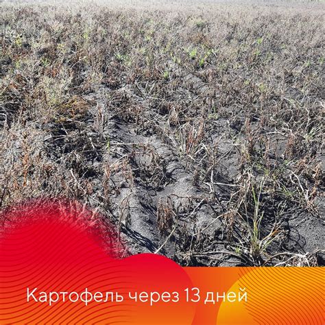Новый десикант и гербицид Сахара®