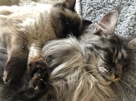 Bo (rag doll) bonding with Biggie (Maine coon) : r/ragdolls