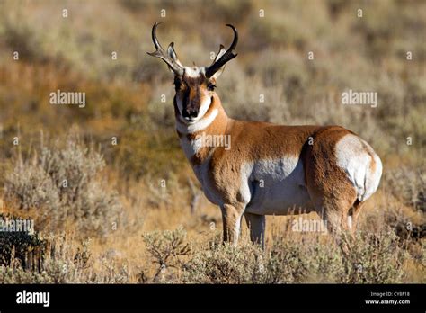 pronghorn antelope  res stock photography  images alamy