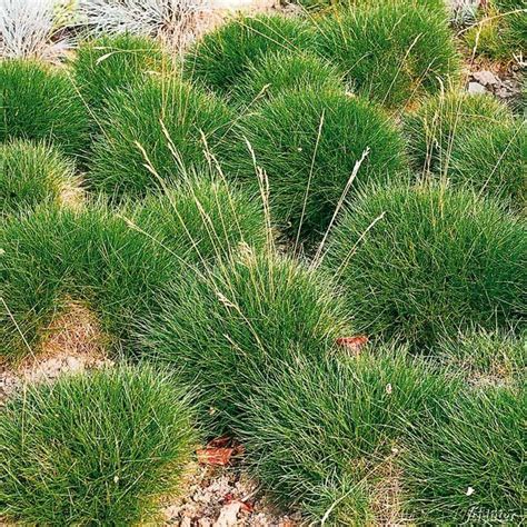 Виды Овсяницы Фото И Названия – Telegraph