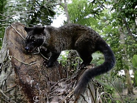 Civets, tribal folk find harmony | Inquirer News