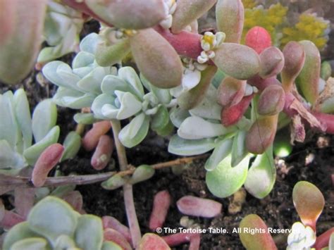 Browse And Search The Tortoise Table Plant Database