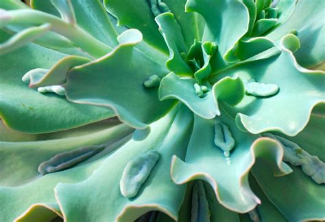 Echeveria Paul Bunyan Instyle Succulents