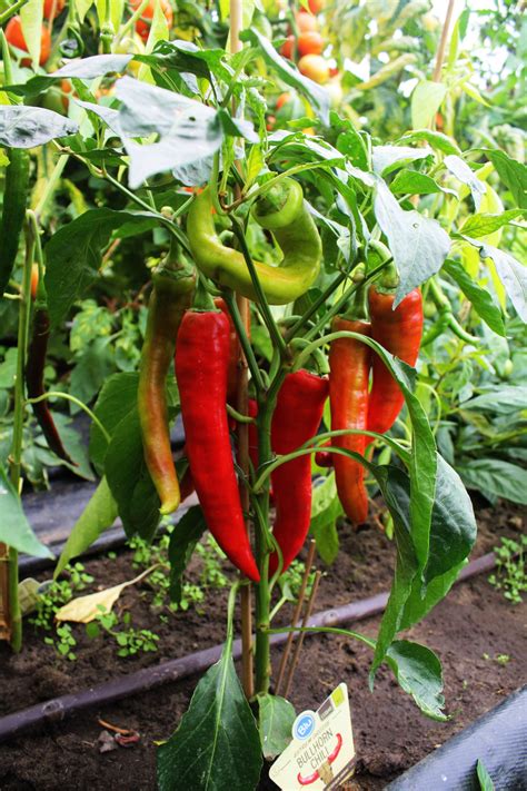 Bio Bullhorn Chili Blu Capsicum Annuum Bullhorn G Nstig Kaufen