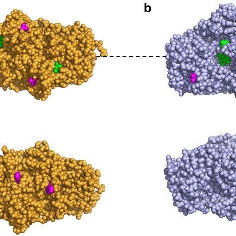 Graphical Representation Of Three Dimensional Structures Of Fdh And