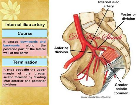 Solution Arteries Of The Pelvis Anatomy Embryology Branches Internal