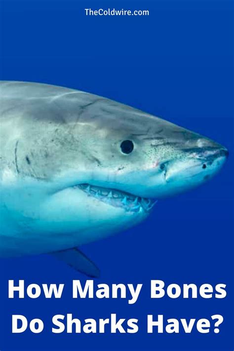 How Many Bones Do Sharks Have?