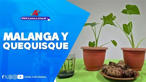 Inta Presenta Programa De Semillas Sanas Para Malanga Y Quequisque En