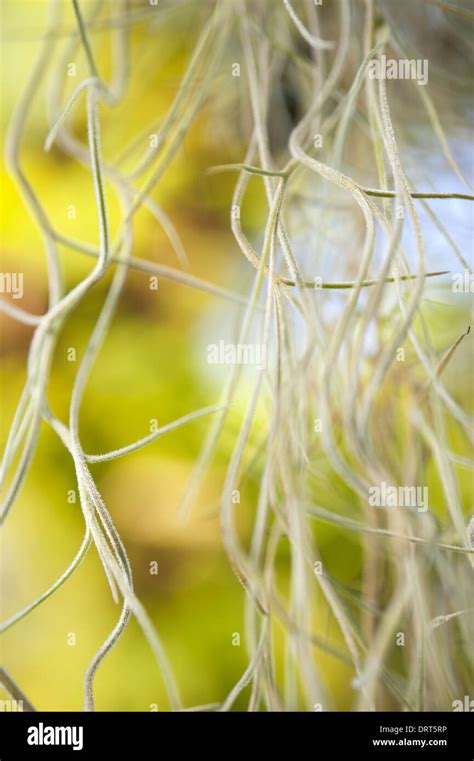 Aerial Roots Stock Photo Alamy